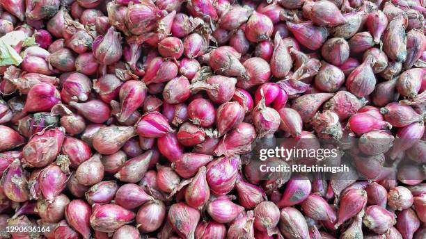 grup of onions - shallot stock pictures, royalty-free photos & images