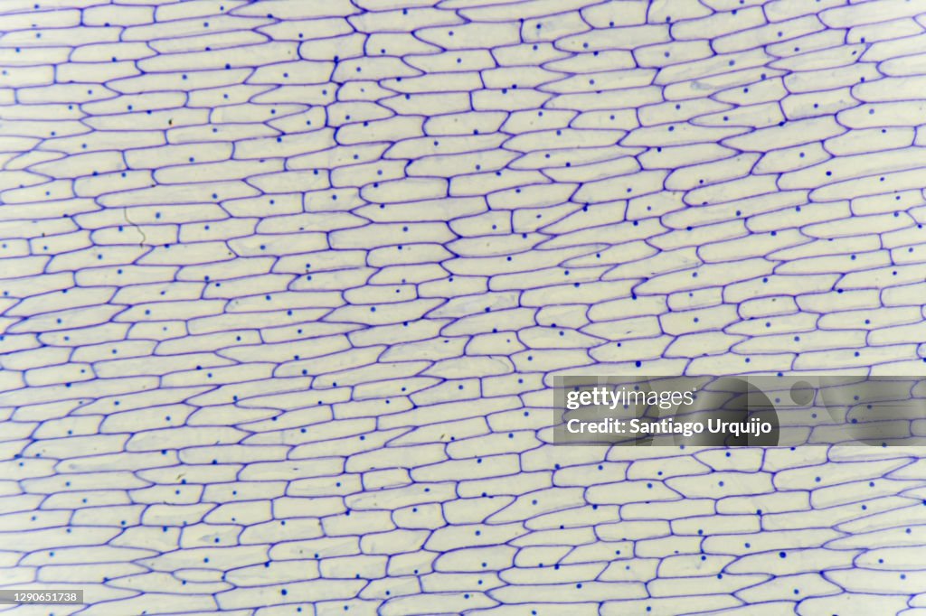 Microscopic view of epidermis of onion