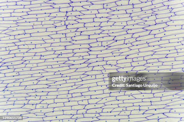 microscopic view of epidermis of onion - cellulose fotografías e imágenes de stock