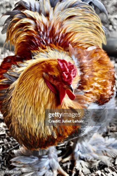 Brahma Ratalu 2,905 Brahma Images Stock Photos, High-Res Pictures, and Images - Getty ...