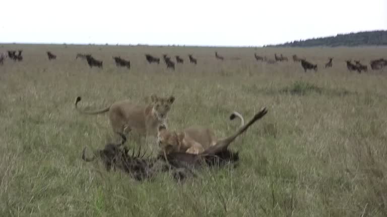 Lion Vs Wildebeest Videos And HD Footage Getty Images lion-vs-wildebeest-videos-and-hd-footage-getty-images