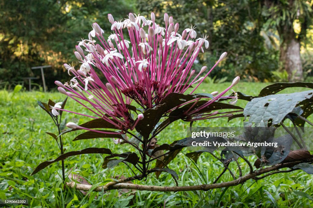Tropical flower, Tawau Hills, Borneo