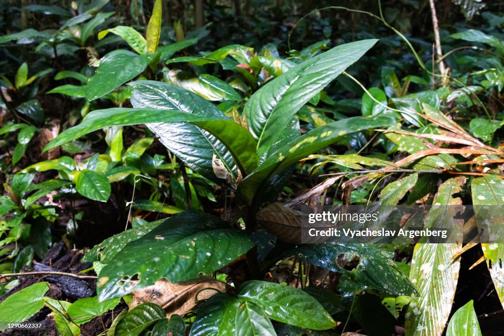 Forest floor, Borneo, Malaysia