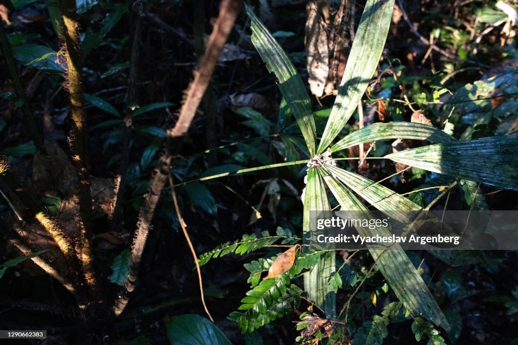 Tropical plant in sunlight, Tawau Hills, Borneo