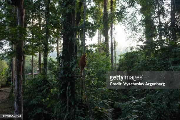 dusky leaf monkey (langur) in tropical rainforest, borneo - dipterocarp tree stock pictures, royalty-free photos & images