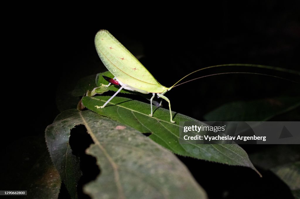 Green leaf-like insect, Borneo, Malaysia