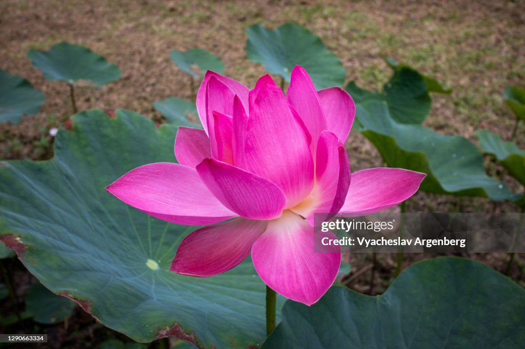 Flower, Lotus, Tawau Hills, Borneo, Malaysia