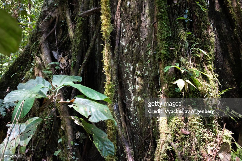 Epiphytes on tree wood, Tawau Hills, Malaysia