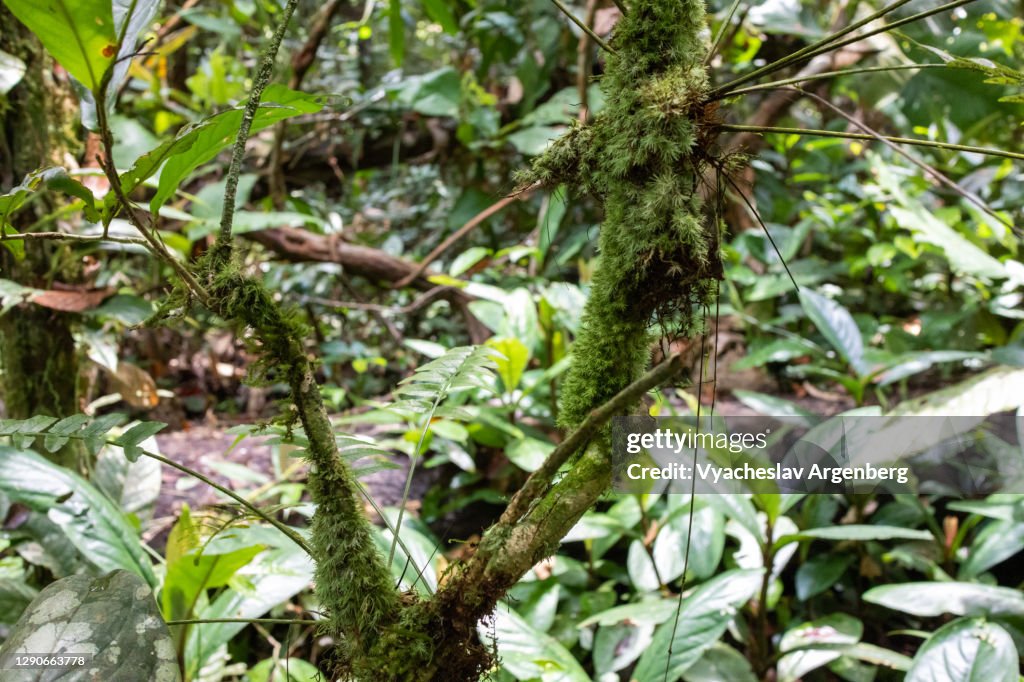 Forest floor, rich epiphytes, Borneo, Malaysia
