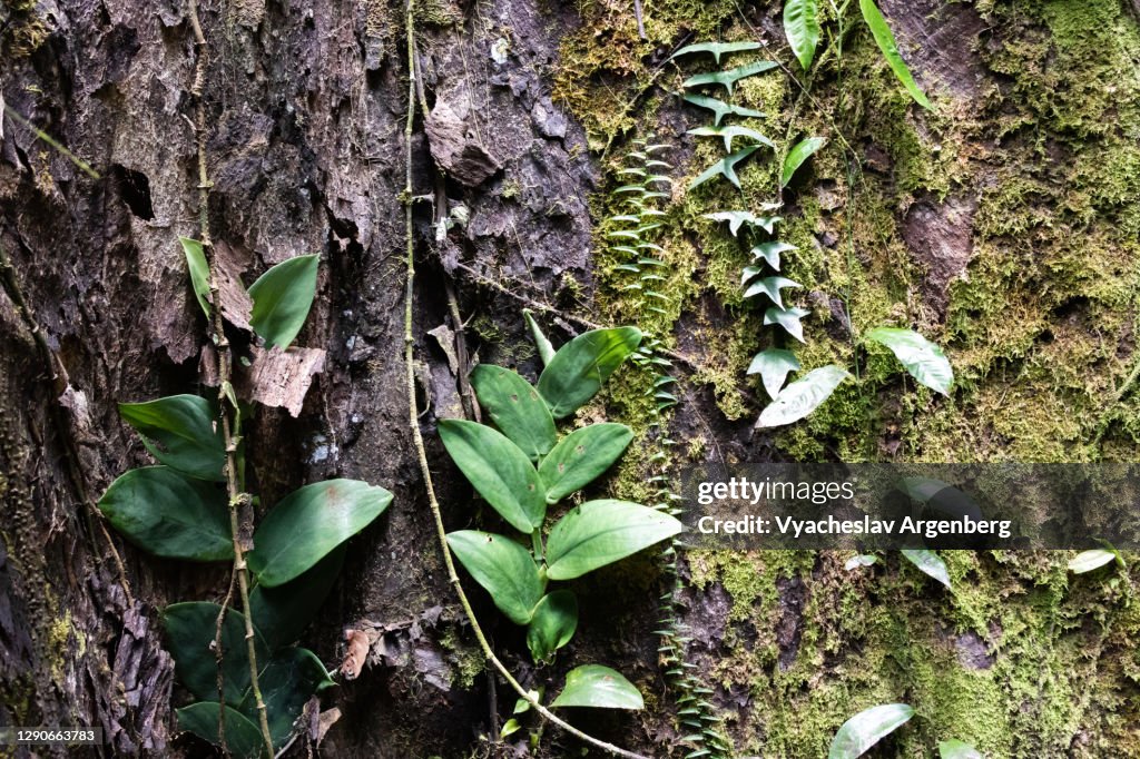 Leaves, moss on wood in zen-like tropical patterns, Borneo, Malaysia