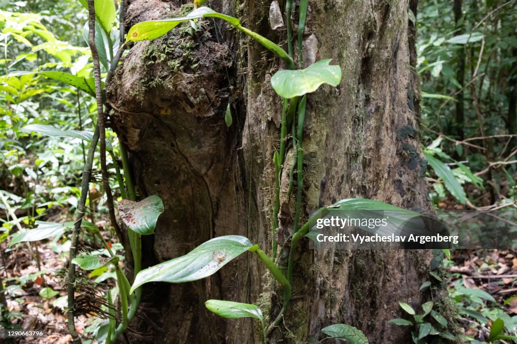Leaves on wood, Borneo rainforest, Malaysia
