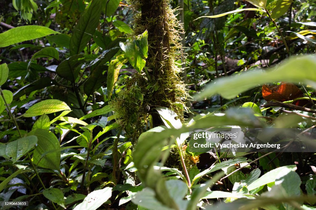 Hot, moist, epiphyte-rich biome, Borneo rainforest