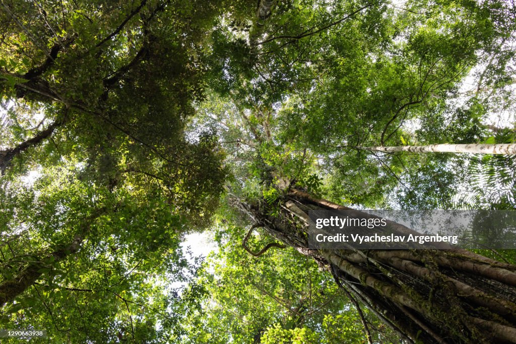 Canopy of tropical trees in Borneo rainforest, Malaysia