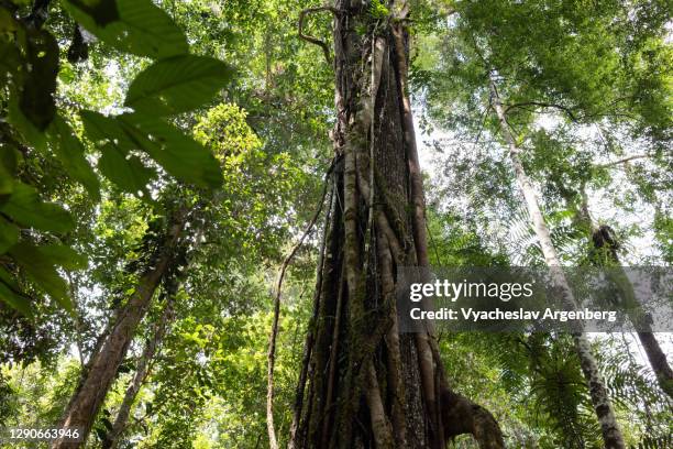 borneo rainforest, malaysia - dipterocarp tree stock pictures, royalty-free photos & images