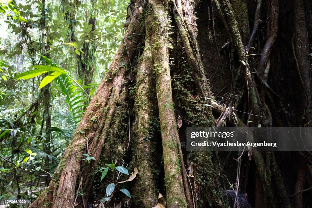 Buttress roots in tropical rainforest, Borneo, Malaysia