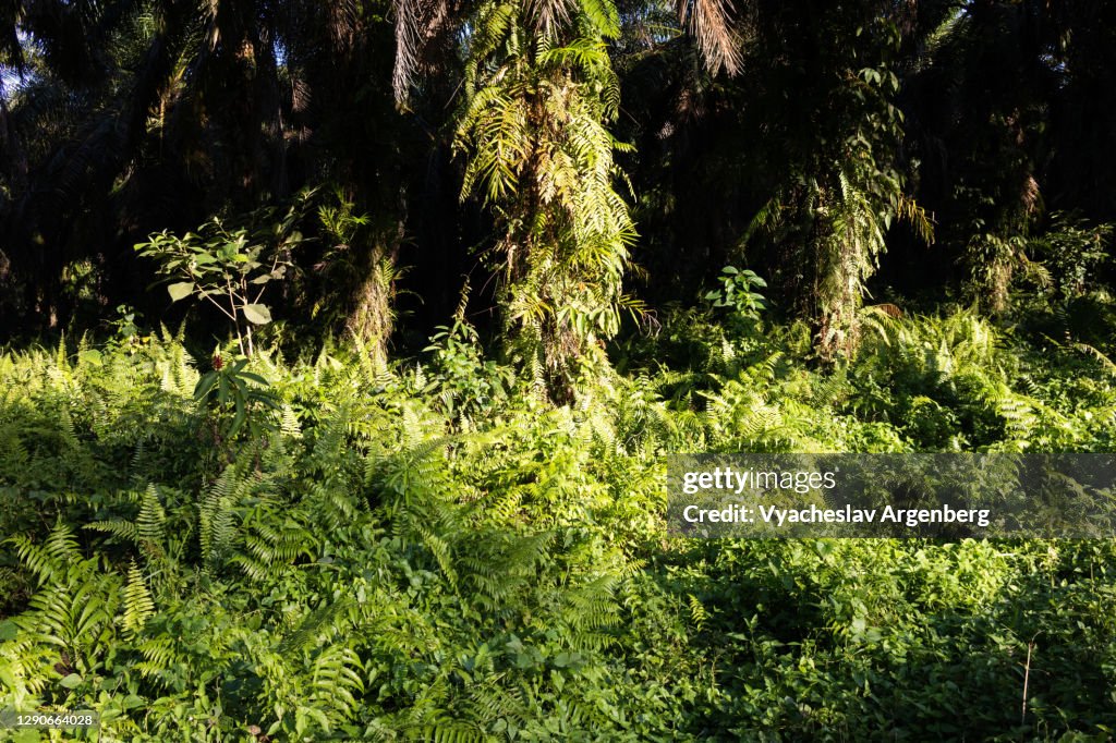 Sunlight on the grass, Tawau Hills, Malaysia