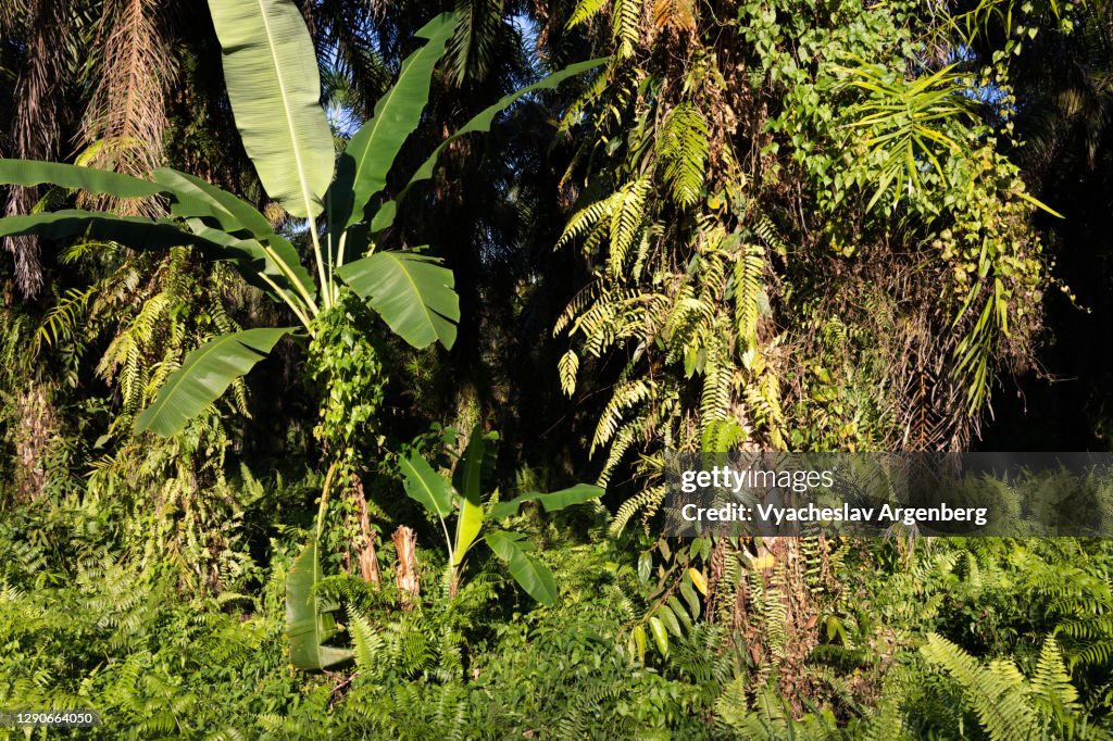 Sunlight on the grass, rich epiphytes, Tawau Hills Park, Malaysia