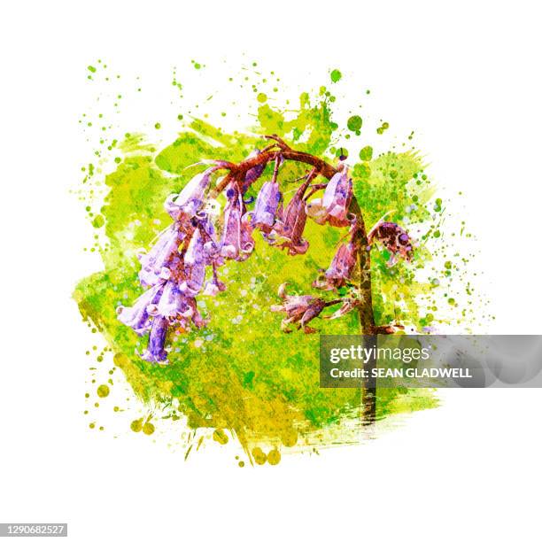 bluebell illustration - bluebell illustration stock pictures, royalty-free photos & images