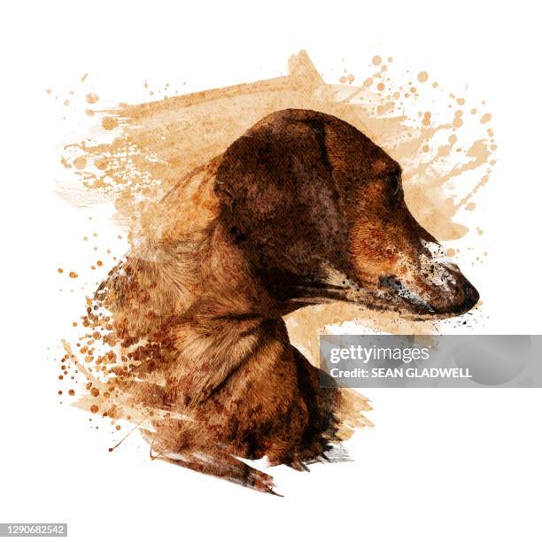 dachshund illustration - dog stock illustrations stock pictures, royalty-free photos & images