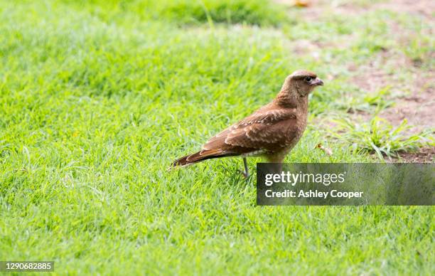 chimango caracara,  milvago chimango in the costanera sur nature reserve on the banks of the river plate, buenos aires, argentina. - chimango caracara stock pictures, royalty-free photos & images