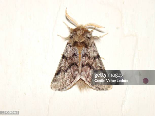 pine processionary-moth (thaumetopoea pityocampa) - moth stock pictures, royalty-free photos & images