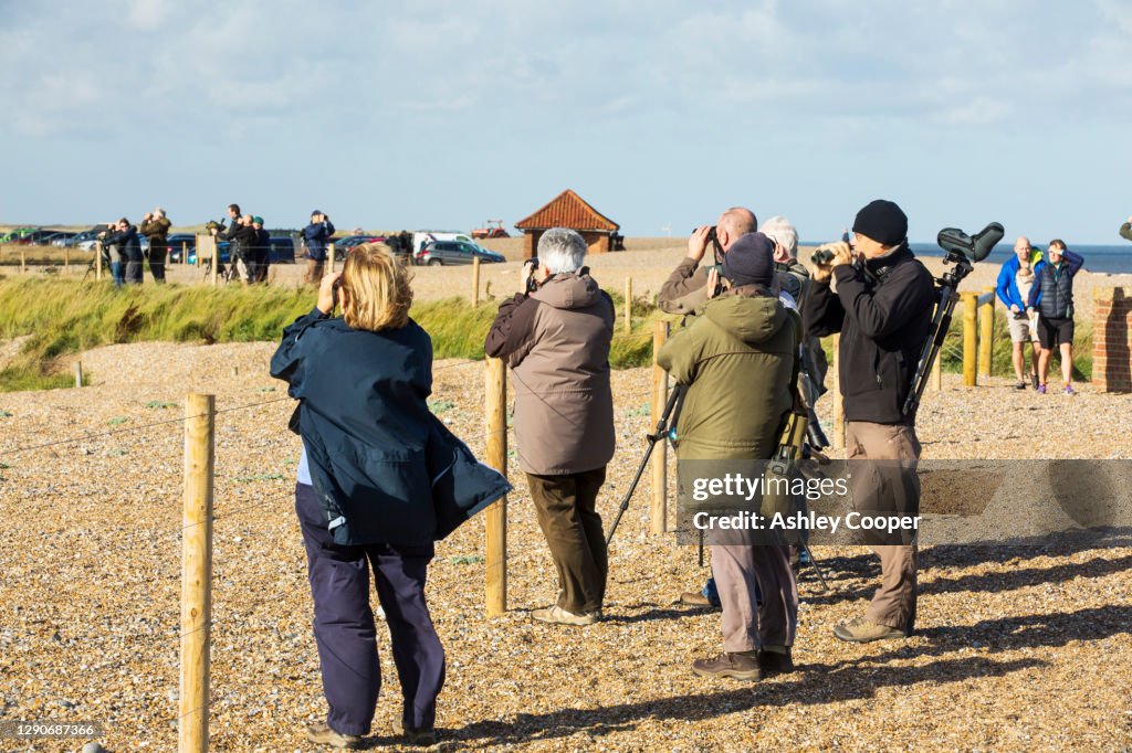 Twitchers/ birdwatchers watching a Grey Phalarope in Cley on the North Norfolk coast, UK.