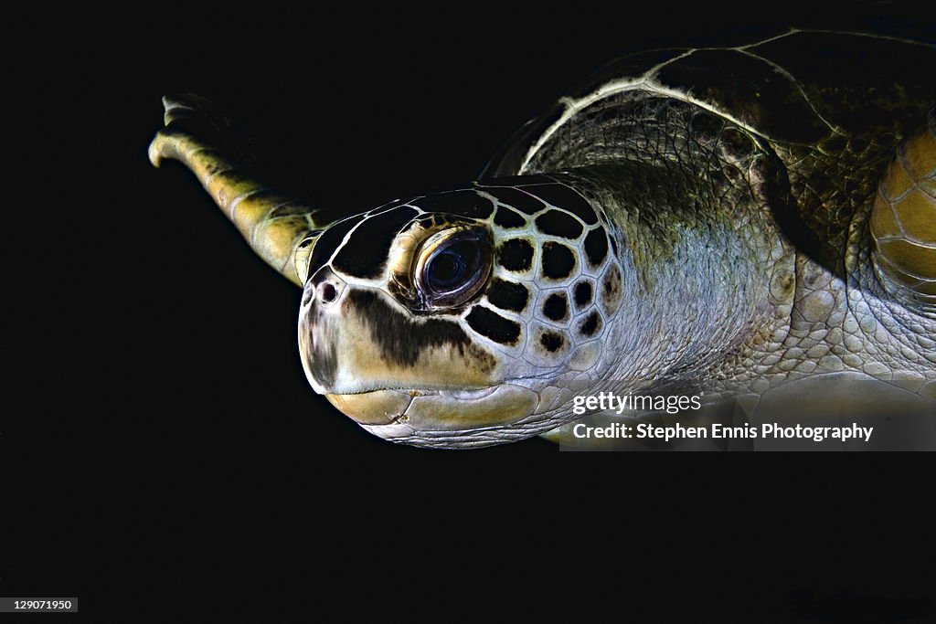 Green sea turtle by night