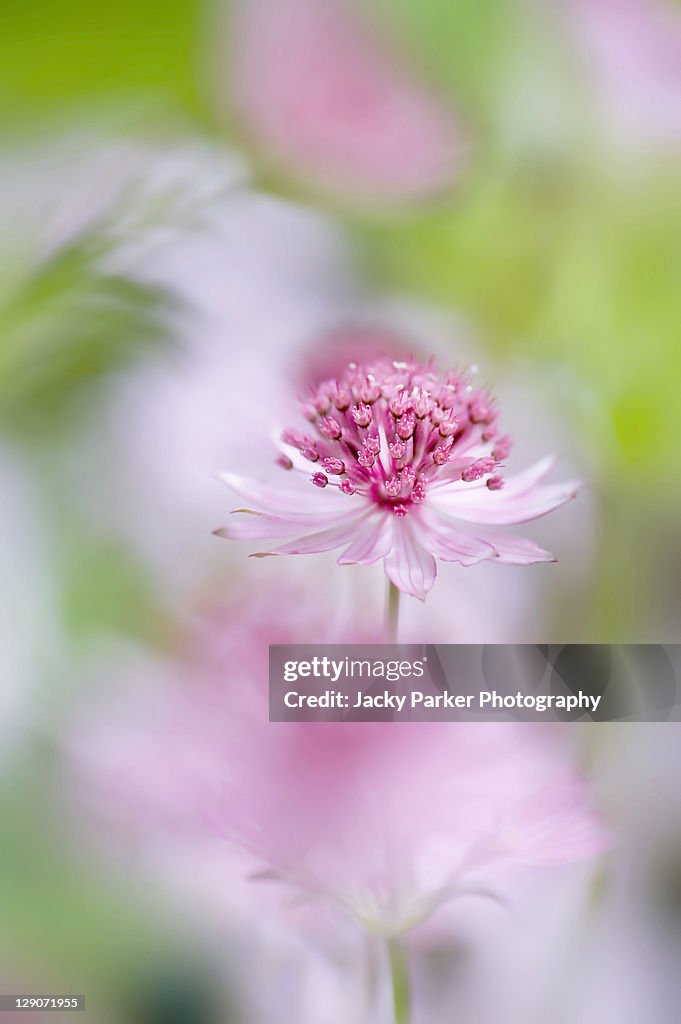 Astrantia major flower