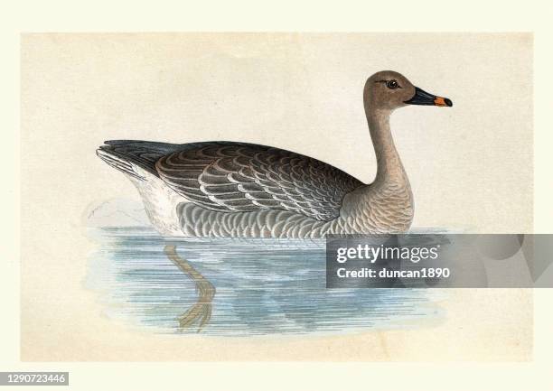 bean goose, birds, wildlife art print - anser fabalis stock illustrations