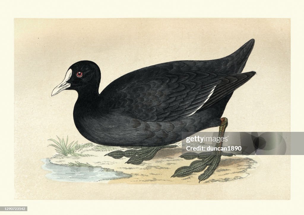 Eurasian coot, Fulica atra, Birds, Wildlife art print