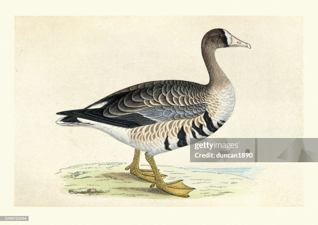 Greater white-fronted goose, Anser albifrons, Birds, Wildlife art print