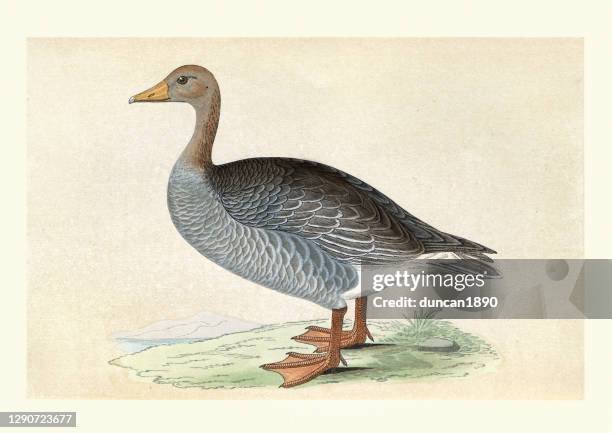 greylag goose, anser anser, birds, wildlife art print - greylag goose stock illustrations