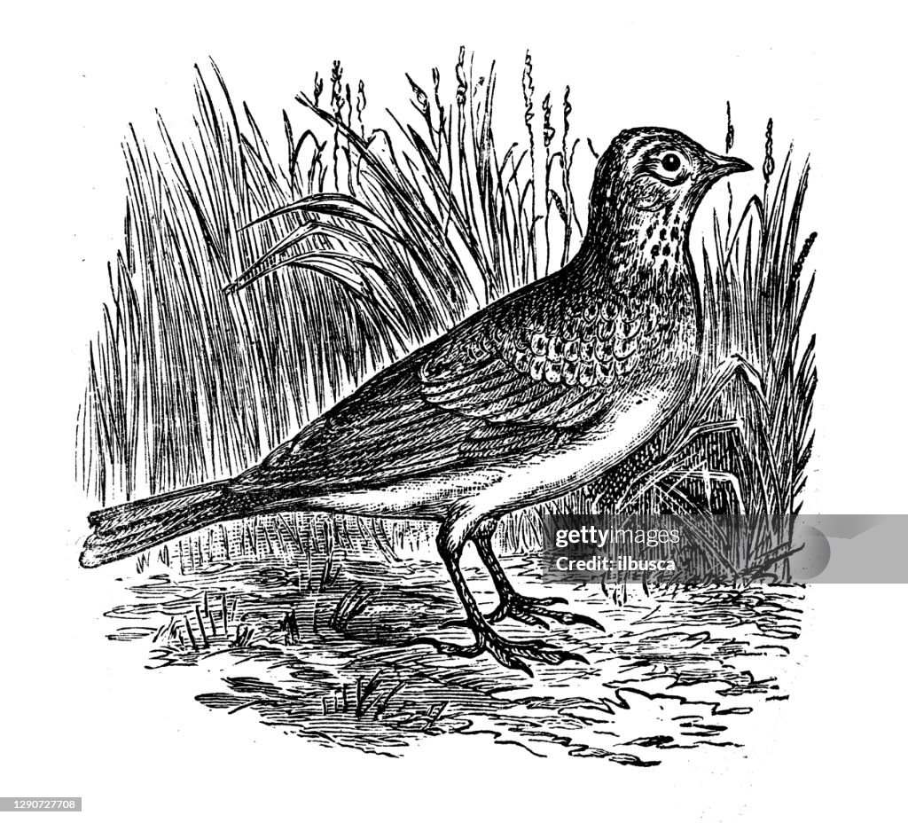 Antique illustration: Lark