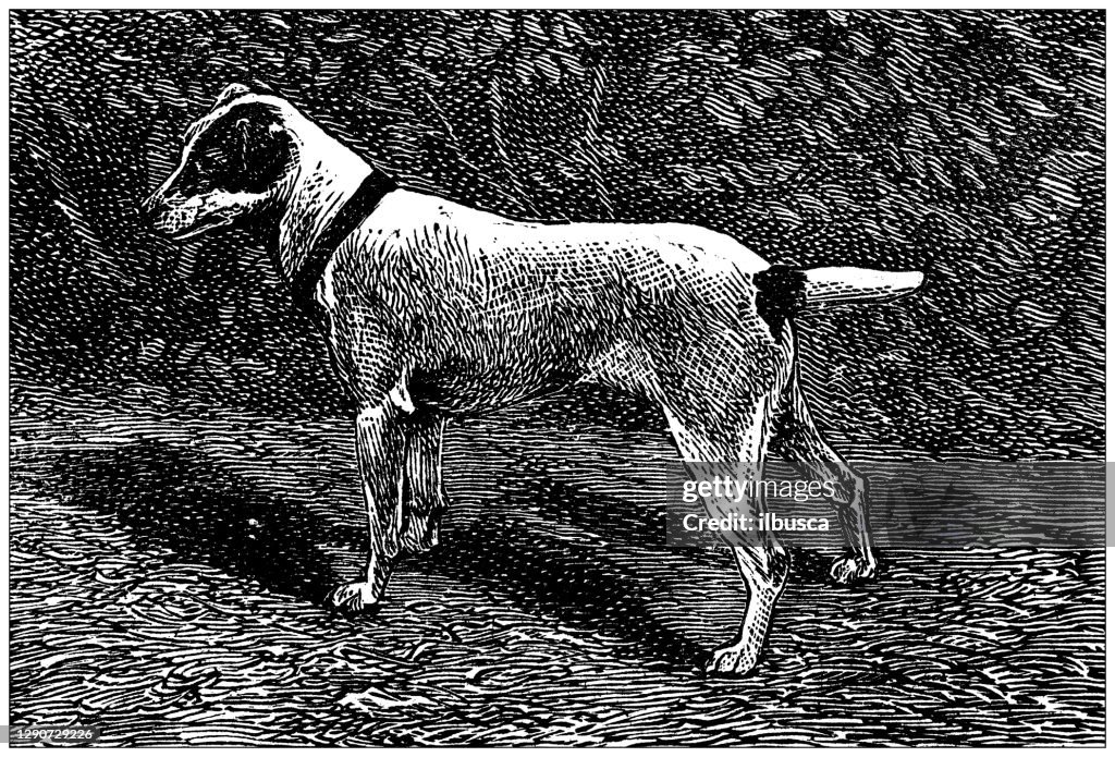 Antique illustration: Fox-Terrier