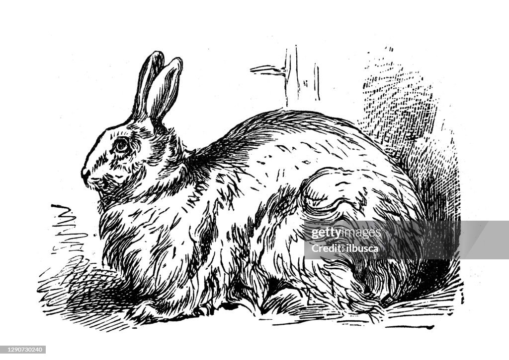Antique illustration: Angora Rabbit