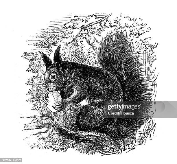 antique illustration: squirrel - squirrel isolated stock illustrations
