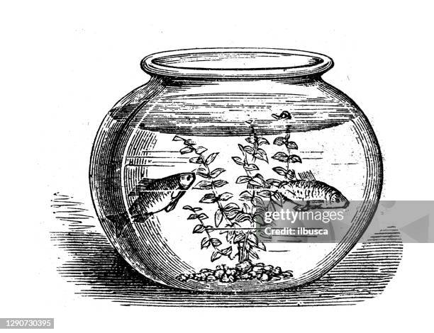 antique illustration: goldfish bowl - fishbowl stock illustrations