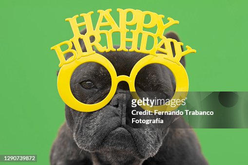 528 Funny Birthday Card Photos and Premium High Res Pictures - Getty Images