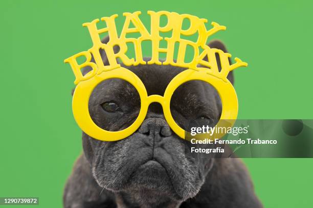 dog with funny sunglasses and happy birthday - absurd birthday stock pictures, royalty-free photos & images