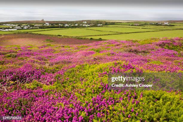 bell heather, erica cinerea and common heather, calluna vulgaris flowering on st agnes beacon, cornwall, uk. - erica cinerea stock pictures, royalty-free photos & images