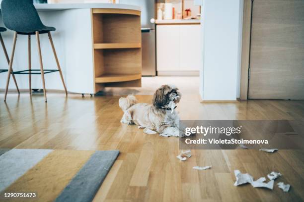 cute shih tzu dog playing with toilet paper on the floor. - lap dog isolated stock pictures, royalty-free photos & images