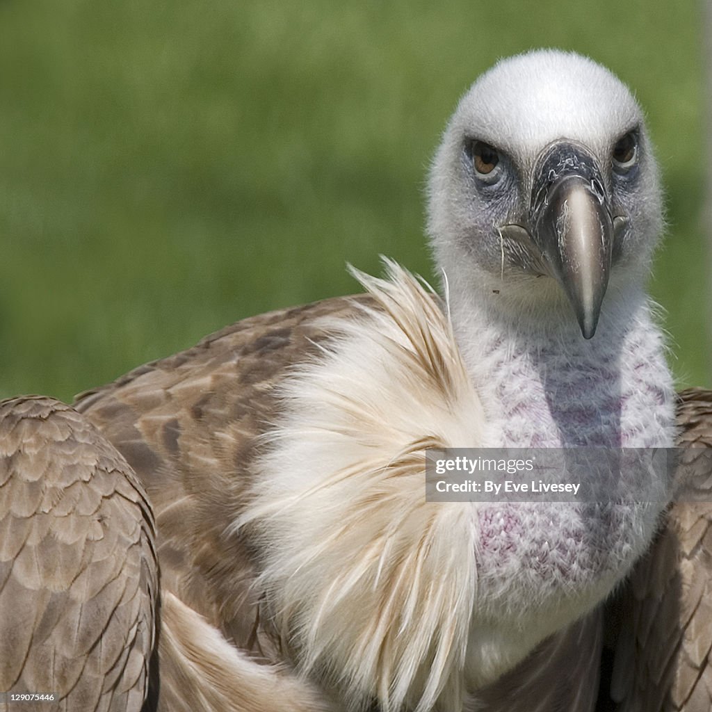 Vulture