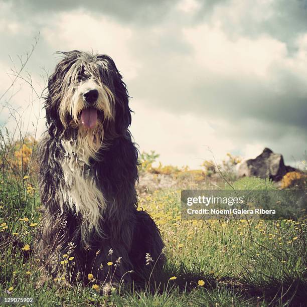 bobtail - bobtail dog stock pictures, royalty-free photos & images