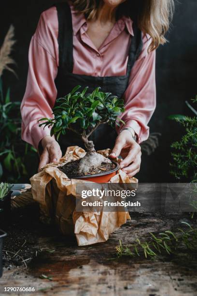 gartenarbeit als hobby: anonyme seniorin hält einen bonsai-baum - bonsai stock-fotos und bilder
