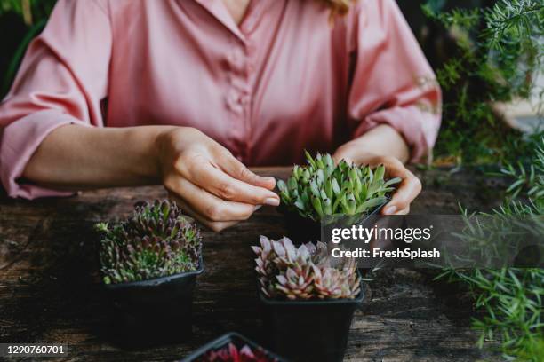 hände einer anonymen frau, die sich um schöne sukkulente pflanzen kümmert - sempervivum stock-fotos und bilder