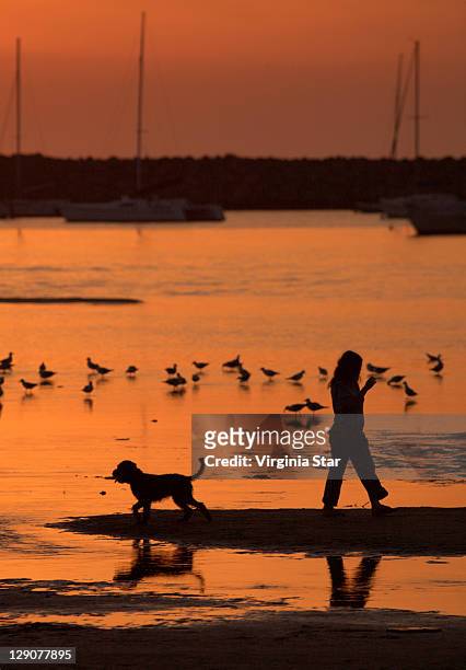 silhouette of woman - st kilda beach stock pictures, royalty-free photos & images