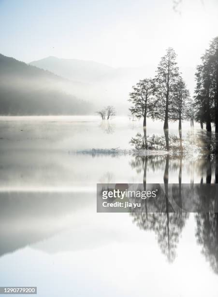 at sunrise, the reflection of metasequoia trees in the lake. huangshan city, anhui province, china. - huangshan city anhui province stock pictures, royalty-free photos & images