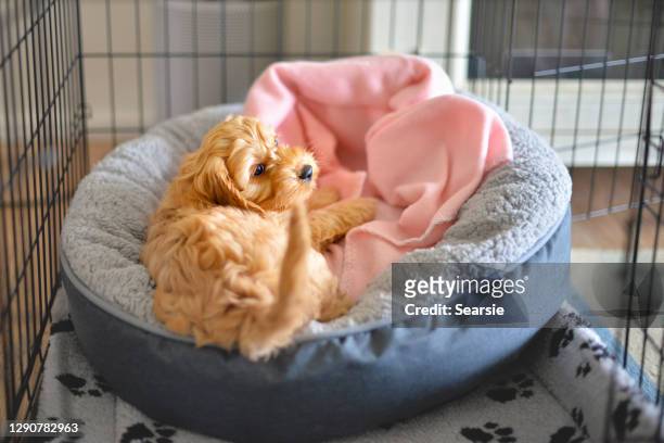 crate training puppy - crate stock pictures, royalty-free photos & images