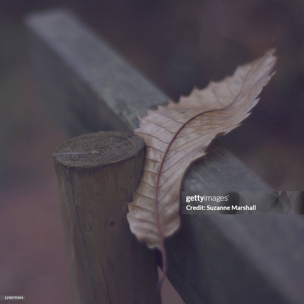 Leaf caught in wooden fence