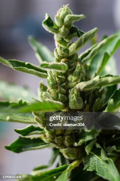 close up trichomes cloudy head of cannabis sativa flowering bud ready for harvest - djurtrikom bildbanksfoton och bilder